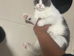 -乐琪宠物医院·犬猫专科·骨外科·急重症