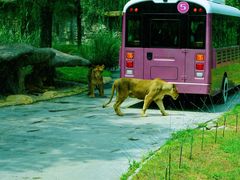 -北京野生动物园