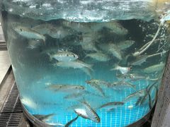 -八仔大富楼·河鲜(西江店)