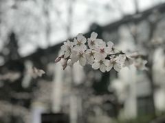-武汉大学-樱园