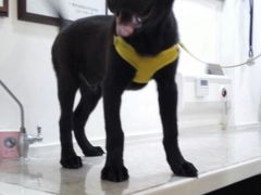 -严国平动物医院(德政总院)