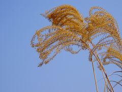 -眉山湿地公园(东坡区)