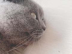 -纳吉亚猫专科动物医院·北北分院