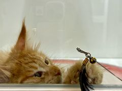 -青奢宠物·青奢猫舍