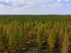 -黄海国家森林公园