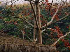 -西双版纳原始森林公园