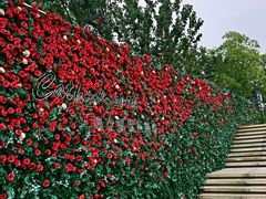 -UNI UNI(环亚凯瑟琳店)