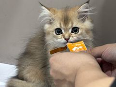 -四月宠物医院·猫专科·心脏专科·内科(转塘店)