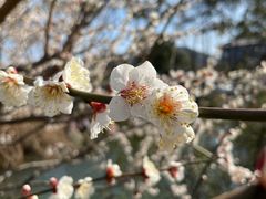 -香雪海