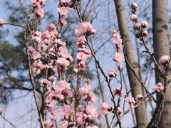 -合肥滨湖国家森林公园