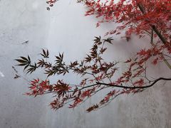 -秋霞圃