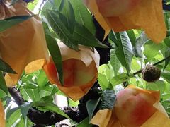 -老袁家蜜桃农场·阳山水蜜桃