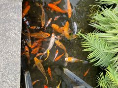 -大水车公馆·顺德菜·妈姐菜(均安店)