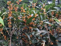 -金鸡山公园