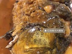 -阿五黄河大鲤鱼(英协路店)