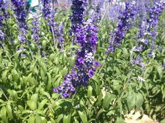 -紫海香堤香草艺术庄园