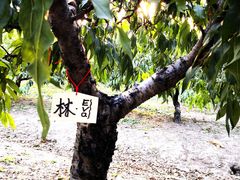 -樂桃源奉贤黄桃种植采摘基地
