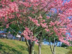-风云岭森林公园