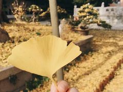 -苏州文庙(姑苏区)