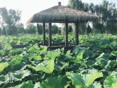 -荷花荡