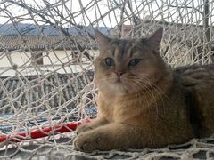 -喵屿·大理花园猫咖