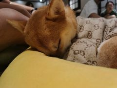 -逗柴咖啡屋·狗咖猫咖宠物桌游