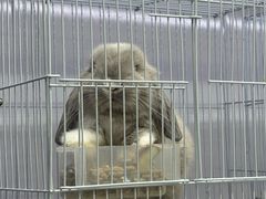 -中环花鸟鱼虫市场