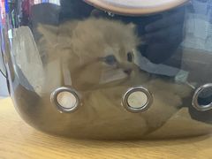 -瑞派康怡24h宠物医院·犬猫医疗中心·微创绝育(瑞景分院)
