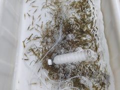 -高淳老街