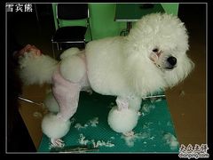 -优缇多格专业宠物美容师培训学校
