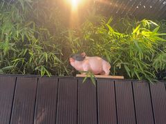 -庐灶江南·江南菜·四合院Bistro(东直门雍和宫·原华侨宾馆店)