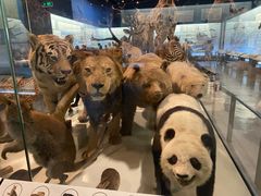 -浙江自然博物院(杭州馆)