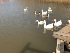 -河北村民俗体验园