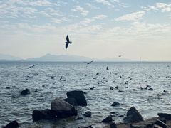 -深圳湾公园(南山区)