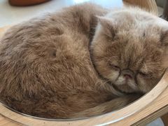 -飞行喵MR PILOT|猫舍·猫咖(静安大融城店)