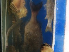 -宾朋海鲜特色美食餐厅·纯手工鲅鱼水饺(兴海路店)