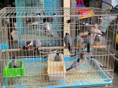 -桂林市花鸟市场