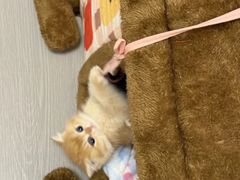 -猫十亿·布偶金渐层·曼基康矮脚猫舍(青年路店)