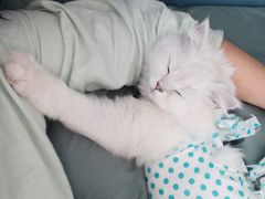 -宠爱国际动物医院· 猫科· 外科·中兽医(长白店)