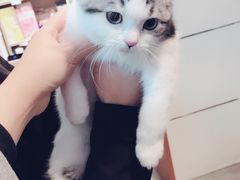 -PETKIT小佩宠物(古北店)