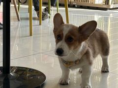 -乐琪宠物医院·犬猫专科·骨外科·急重症