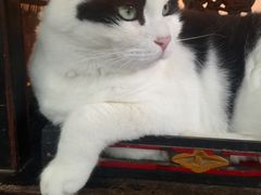 -Anne猫窝咖啡屋