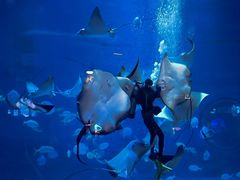 -烟台海昌鲸鲨海洋公园