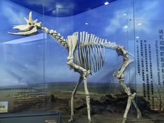 -国家自然博物馆