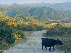 -大姆山草场