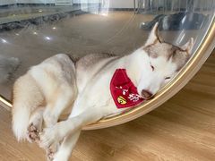 -Husky Go! 哈士奇体验馆·宠物咖啡厅狗咖