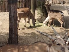 -石家庄市动物园