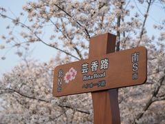 -顾村公园