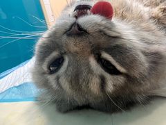 -爱诺耐芙动物医院(万博店)