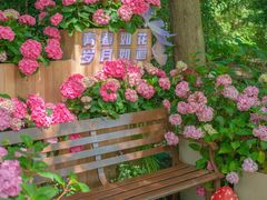 -上海滨江森林公园